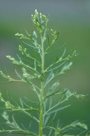 Image result for Conyza