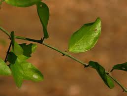 Image result for Capparis fascicularis