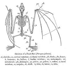 We did not find results for: Giant Golden Crowned Flying Fox Wikiwand