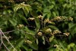 Image result for Combretum celastroides