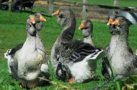 Toulouse is a heavy breed of goose used for meat production and exhibition. Giant Dewlap Toulouse Geese Chapel View Farm Stable