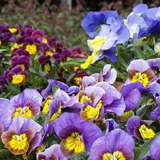 Chimney rock can be the no. Colorful Cool Season Blooms To Brighten Up The Fall And Winter Sunset Winter Flowers Winter Plants Cool Plants