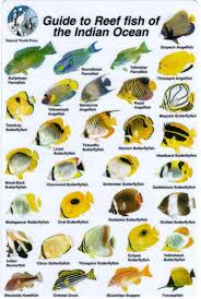 divers identification fish books books on fish for divers