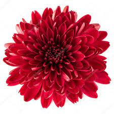 Red Chrysanthemum Flower Stock Photo Sponsored Chrysanthemum Red Flower Photo Ad Red Chrysanthemums Chrysanthemum Flower Crysanthemum Flower