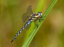 A lot of these about in London today: Migrant hawker dragonflies. They are  superb hunters, catching smaller insects on the wing. But they in turn get  hunted by birds of prey called... -
