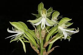 Image result for Bonatea pulchella