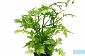 Image result for Pteridaceae