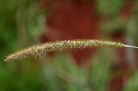 Image result for Setaria sphacelata