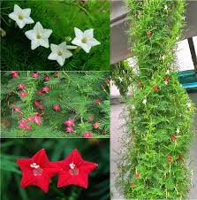 Image result for Ipomoea quamoclit