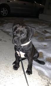 We did not find results for: Female Blue Presacanario Puppies Puppies For Sale Dog Breeds Medium