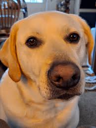 Let me make a leather sculpture keychain for your cute puppies, GO! : r/DOG