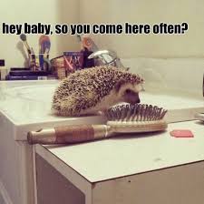 Facts About Hedgehog Pet Funny Animals Funny Hedgehog Funny Animal Pictures
