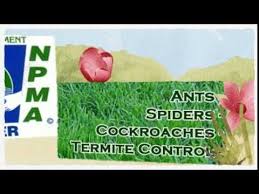 Pest control can take many forms, and for us, it's always about helping to protect your home and business. Website Http Flowermoundpestcontroltx Com Termite Treatments In Flower Mound Tx 214 504 2875 Ameritech Pest Cont Termite Treatment Termite Control Termites