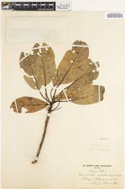 Image result for Terminalia superba