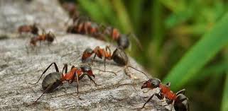 If you have pets like dogs, cats, and other pets inside your home, then you must use a pet safe ant killer. Ant Bites On Dogs How To Recognize And Treat Daily Dog Stuff
