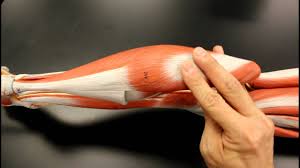 Detailed anterior, lateral and posterior views.men sports fitness training. Muscular System Anatomy Posterior Leg Region Muscles Model Description Somso Youtube