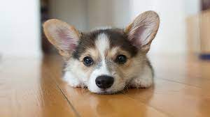 Sign up for free today! Cute And Funniest Corgi Puppies Videos Compilation Youtube