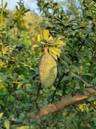 Image result for Balanites