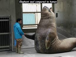 Here Are Some Interesting Comparison Photos To Get You Into Proportions Elephant Seal Animals Big Animals