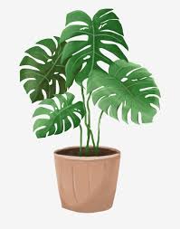 Brown Flower Pot Green Leaves Plantain Leaf Plant Cartoon Illustration Hand Drawn Potted Illustration Beautiful Potted Plant Brown Flower Pot Png Transparent In 2020 Plant Cartoon Green Flower Pots Plant Art