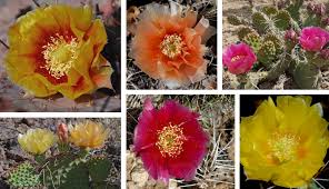 These come in red, yellow, orange, pink, and even purple tops. All Pink Cactus Flowers Are Not The Same Bandelier National Monument U S National Park Service