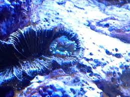 Elegance Coral I Am Trying To Revive Cabbage Vegetables Food
