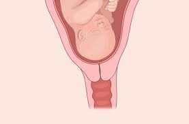 Image result for cervix position