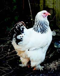 Top 10 Chicken Breeds For Kids Chickens Backyard Chicken Breeds Raising Backyard Chickens