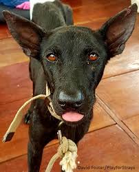 Kind Man Rescues Amazon Girl From The Jungle With Only Days Left To Live Amazon Girl Animal Lover Puppy Pictures