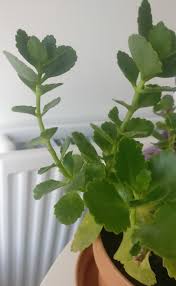Check spelling or type a new query. Tesco Plant Id Bbc Gardeners World Magazine