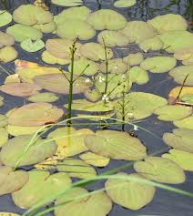 Image result for Caldesia parnassifolia