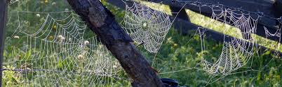 Spider webs: not just for Halloween ...
