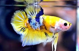 Ikan cupang fancy copper vietnam naik daun, sepasang tembus rp 3 juta! Ikan Cupang Fancy Koi Kuning Ikan Cupang Ikan Hewan