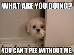 15 Things Only People With Clingy Dogs Understand Funny Dog Pictures Funny Animals Funny Animal Pictures