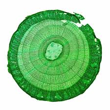 Check spelling or type a new query. Plant Cell Structures And Functions Let S Talk Science