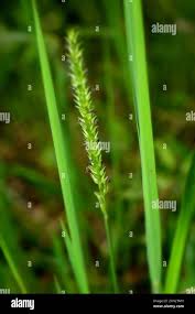 Image result for Sacciolepis indica