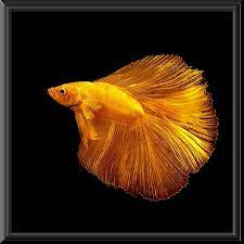 Conoce La Belleza Y La Fuerza Del Pez Betta O Beta 64 Fotos Tucucu Com Pez Betta Peces De Colores Betta