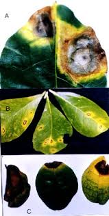 We did not find results for: Leaf Spot On Antilles Cherry Malpighia Glabra Observed In Field Download Scientific Diagram