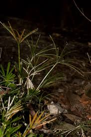 Image result for Actiniopteris dimorpha