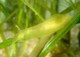 Image result for Psychotria ealaensis