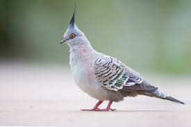 The animal kingdom has an amazing species richness to offer! Crested Pigeon Wikipedia