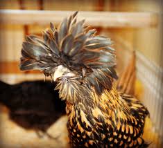 When can you tell a chicken's gender? 16 Week Old Golden Laced Polish Hen Or Roo Backyard Chickens Learn How To Raise Chickens