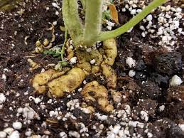 This will make it more difficult for them to contaminate other areas within your garden. How To Get Rid Of Nematodes Organic Pest Control Growing Organic