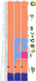 Brassica oleracea is amply cultivated in most of the world with numerous varieties, or better groups of varieties, among which we recall here those more commonly cultivated in europe The Evolutionary History Of Wild Domesticated And Feral Brassica Oleracea Brassicaceae Biorxiv