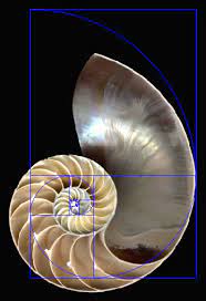 Beauty in numbers, what is beauty? Spirals And The Golden Ratio Phi 1 618 The Golden Number Fibonacci Golden Ratio Fractals In Nature