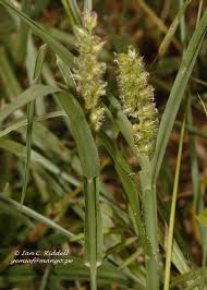 Image result for Cenchrus biflorus