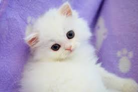 자세한 안내는 상담을 통한 문의를 부탁드립니다. í„°í‚¤ì‰¬ì•™ê³ ë¼ ë¶„ì–' ê³ ì–'ì´ë¶„ì–' ì—…ì²´ ìš°ë¦¬íŽ«