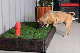 Maybe you would like to learn more about one of these? Dog Snuffing On Dog Grass Pad Porch Potty Dog Potty Training Dog Potty