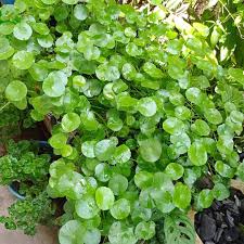 Image result for Centella asiatica
