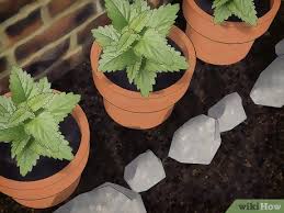 In hot, humid climates, it may need some afternoon shade. How To Grow Catnip 11 Steps With Pictures Wikihow